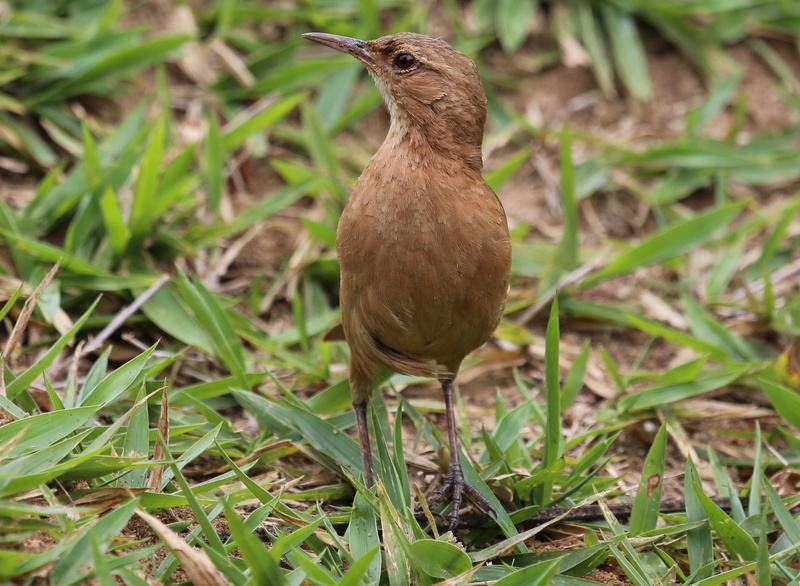 looking for food, birdie, land, outdoors, on the floor, nature, grass, green color, close-up, day, vertebrate, looking, tropical bird, perching, john clay