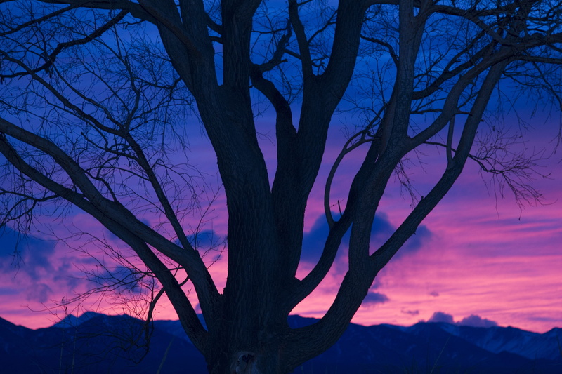 night, tree, plant, nature, outdoors, tree trunk, sunset, scenics - nature, afternoon, 2K, sky, silhouette, purple, landscape, bare tree, tranquil scene