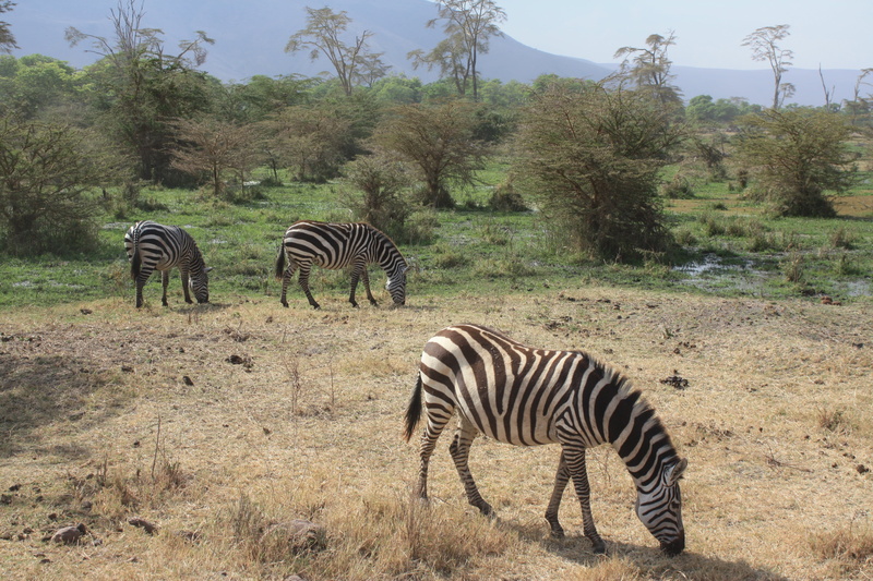 safari Animals, wilderness Area, herd, animal family, steppe, nature, tree, mammal, national Park, black and white, 4K, outdoors, strips, safari, no people