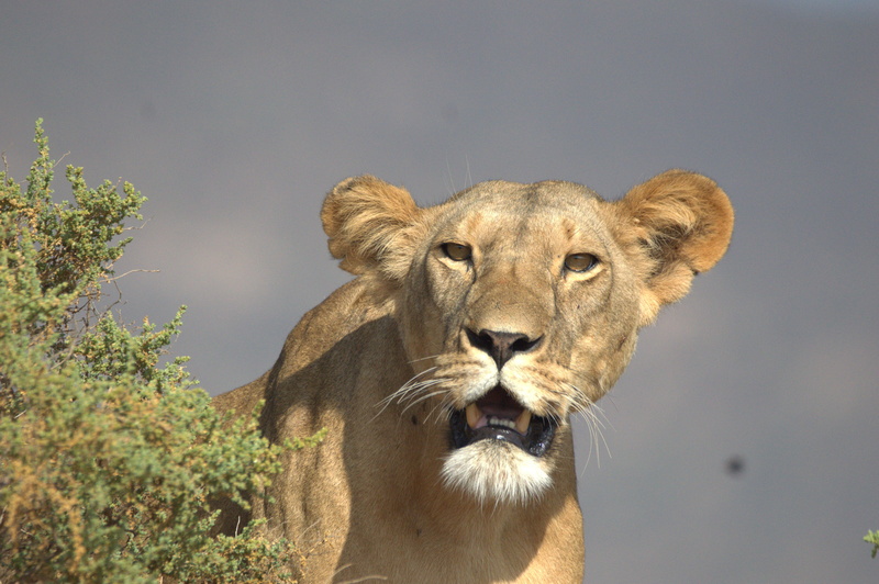 safari, female animal, big cat, no people, animal body part, vertebrate, wilderness, aggression, nature, animal head, carnivore, feline, lion - feline
