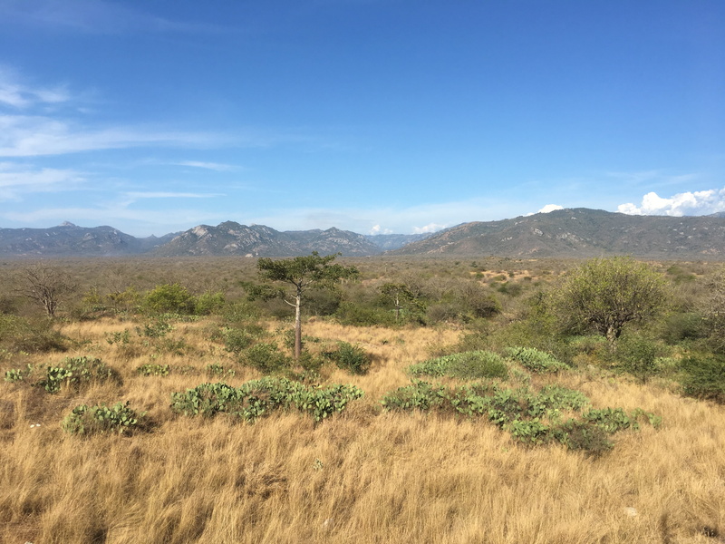 semi-arid, angola, field, nature, 4K, plant, no people, non-urban scene, day, africa, sky, tranquility, tranquil scene, beauty in nature, mountain range