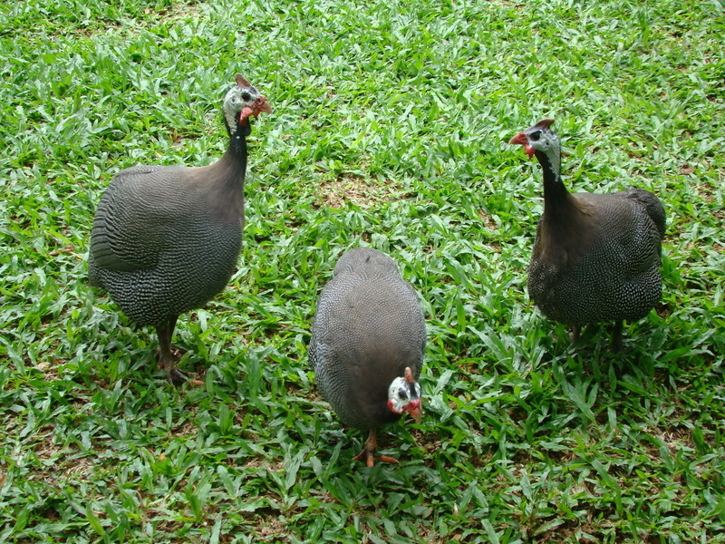 group of animals, animal themes, bird, young animal, green color, animals in the wild, 1080P, grass, two animals, animal, plant, chickens d angola, animal wildlife