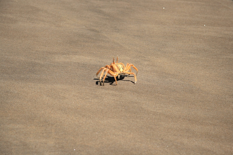 desert, land, doggy, animal wildlife, outdoors, one animal, beach, nature, the atlantic ocean, sea, angola, bird, day, crab, vertebrate, animal, shellfish