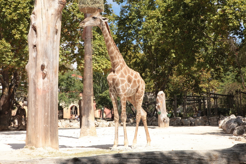 herbivore, animal wildlife, mammal, herbivorous, animal, vertebrate, day, animals in the wild, domestic animals, adult, giraffe, tree, growth, group of animals