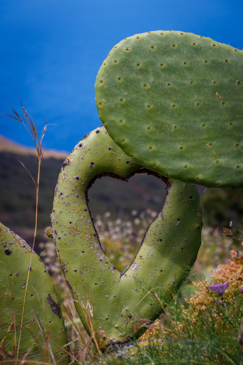 land, pieksig, field, day, beauty in nature, places of interest, close-up, spur, green, desert plant, lava rock, 2K, focus on foreground, growth, cactus