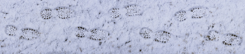 wintry, plant, outdoors, winter, day, backgrounds, trudge, cold, snowing, go, no people, snow lane, 8K, text, field, snow, captcha, panoramic, snow tramp
