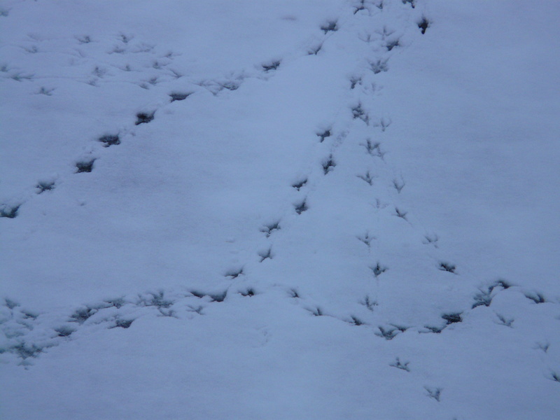 winter, cold - Temperature, reprint, traces, white, snow, no people, animal wildlife, perpusillus, defrost, landscape, animal themes, animal track, footprints