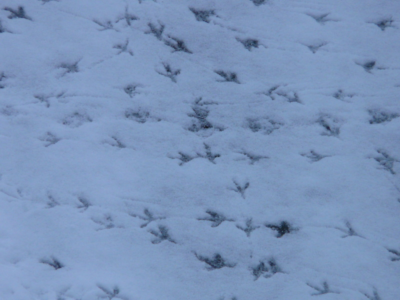 animal themes, day, animal, animal wildlife, outdoors, snow, paw print, mammal, pattern, full frame, animal track, cold temperature, white, cold, reprint