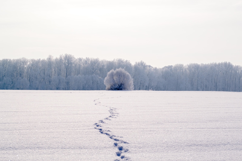 plant, snow, ice, daytime, outdoors, frozen, frost, coniferous tree, land, tree, beauty in nature, footprints, tranquility, near, scenics, nature, snow lane