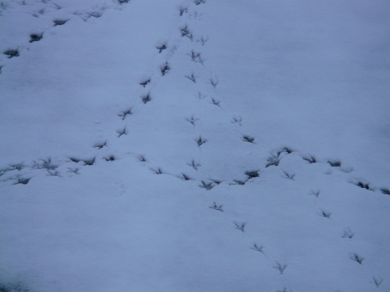 land, outdoors, footprint, white color, animal, day, footprints, white, animals in the wild, traces, animal wildlife, cold temperature, wilderness, animal track
