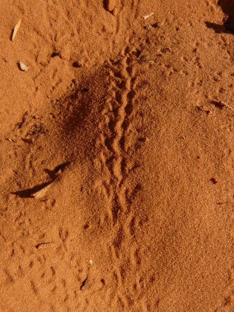 backgrounds, nature, desert, animal track, day, animal kingdom, animal, arches national park, snake track, animal themes, pattern, beach, climate, usa