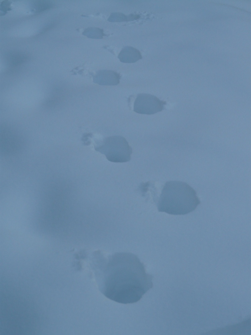 environment, snow lane, winter, land, idyllic, backgrounds, trace, reprint, high angle view, nature, day, 2K, snow, trudge, cold temperature, cold, outdoors