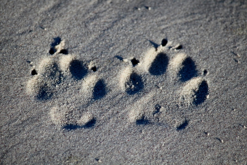 nature, textured, animal track, high angle view, 5K, paw, day, no people, deepening, animal, footprint, pattern, outdoors, dog, print, paw print, land