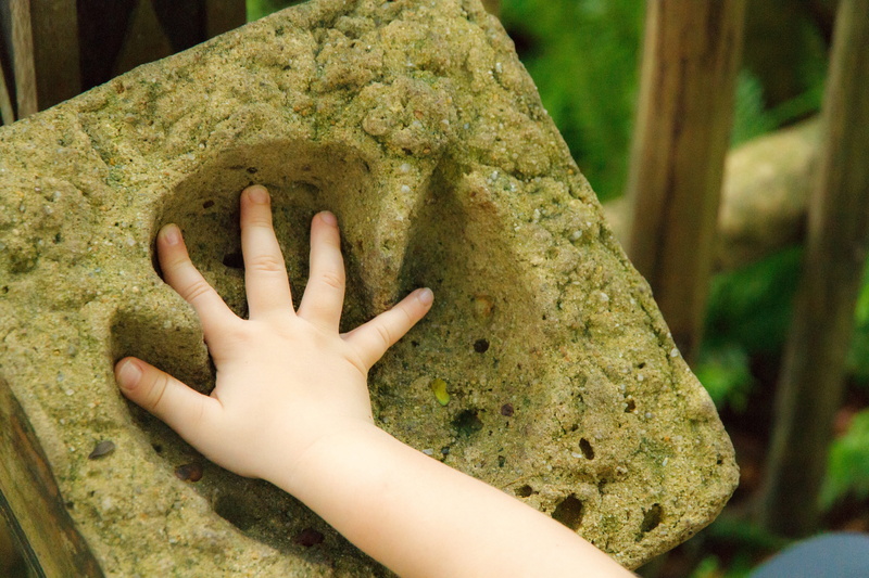 touching, plant, finger, human hand, childs hand, green color, childhood, animal, one person, tree, moss, nature, human body part, reprint, hands, body part