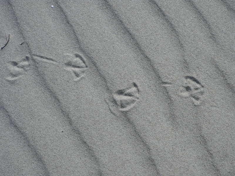 pattern, beach, footprint, land, no people, reprint, gulls feet, day, communication, full frame, traces, high angle view, text, print, nature, handprint