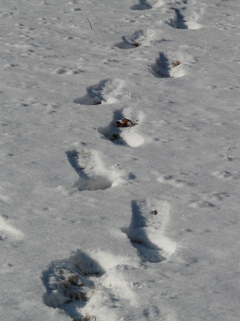 beauty in nature, powder snow, cold temperature, outdoors, no people, day, reprint, one animal, winter, 2K, field, snow, land, Wintry, paw print, nature