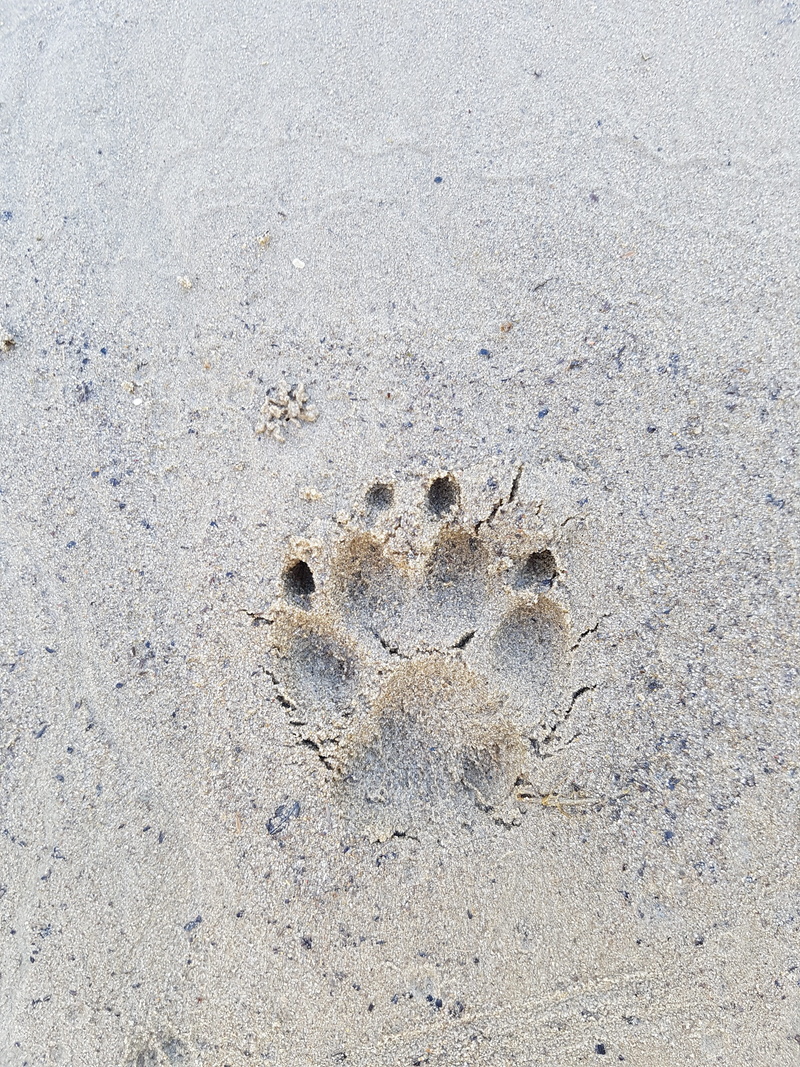 pattern, outdoors, land, animal themes, 4K, animal wildlife, sand, animal track, nature, wet, bank, close-up, no people, print, sand beach, paw print
