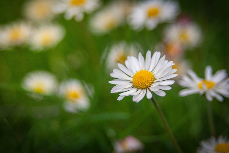 close, macro, outdoors, summer, daisy, lawn, green Color, chamomile Plant, plant, close-up, grass, chamomile, freshness, 2K, white Daisy, flower, nature