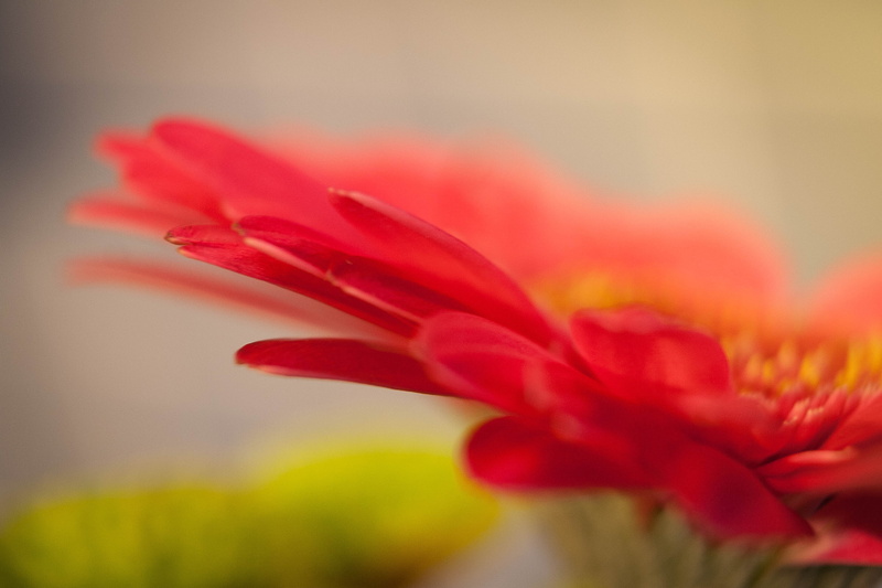 petals, closeup, yellow, gerbera, close-up, 2K, springtime, petal, plant, nature, art, canon  eos  350d, photography, red, flower, macro photography, beauty In Nature