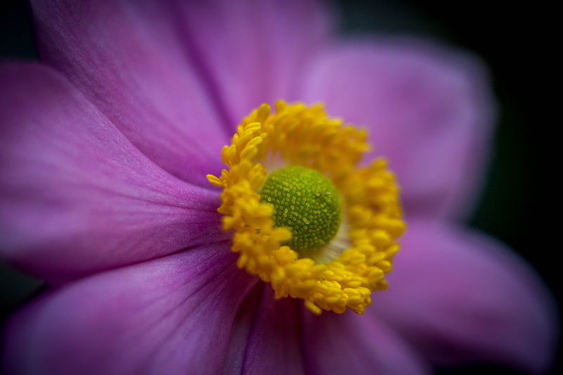 petals, photography, japanese, petal, anemone, canon  eos  350d, macro, flower Head, pale, 2K, flower, japanese  anemone, plant, pink, Japanese Anemone