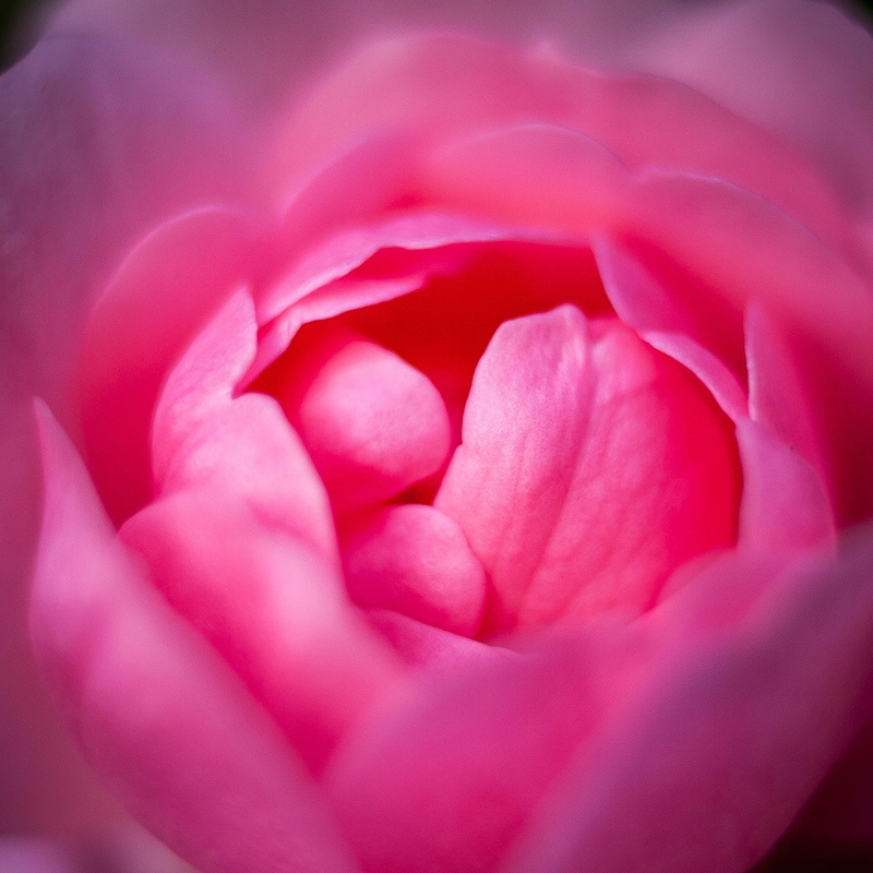 petal, nature, freshness, rose, petaled, closeup, Petals, canon  eos  350d, close-up, 1080P, art, flower, Macro, pink Color, plant, beauty In Nature, rose - Flower