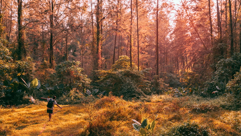 growth, full length, tranquility, orange color, tree, land, autumn, outdoors, 4K, thailand, standing, nature, leisure activity, explore, lifestyles, day
