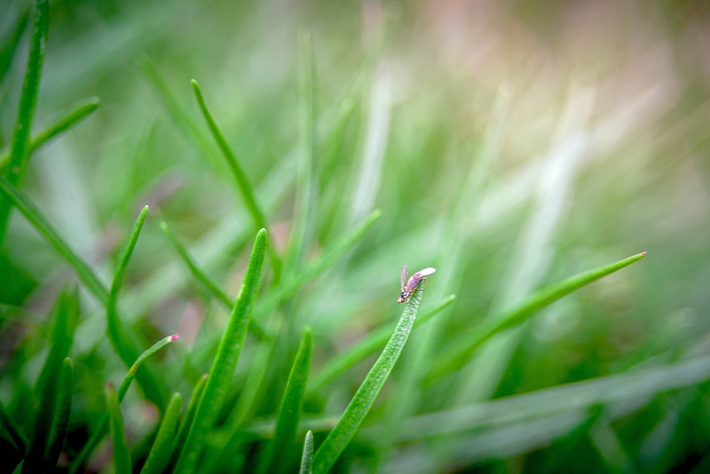 green plant, jungle  green, green  grass, monday, springtime, macro, closeup, summer, Its a jungle out there, canon  eos  350d, alpine  plant, insect, 2K