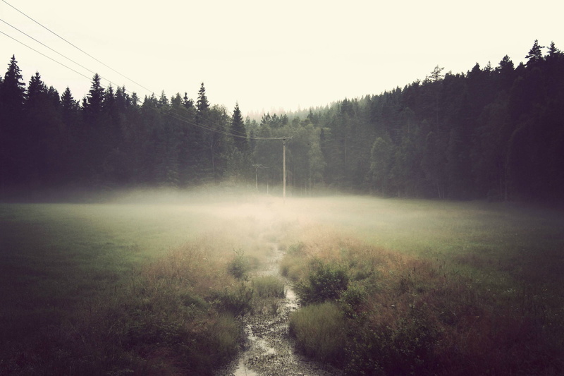 field, forest, scenics - nature, power lines, 2K, grass, growth, day, tranquility, stream, green, tree, non-urban scene, no people, plant, mist, tranquil scene
