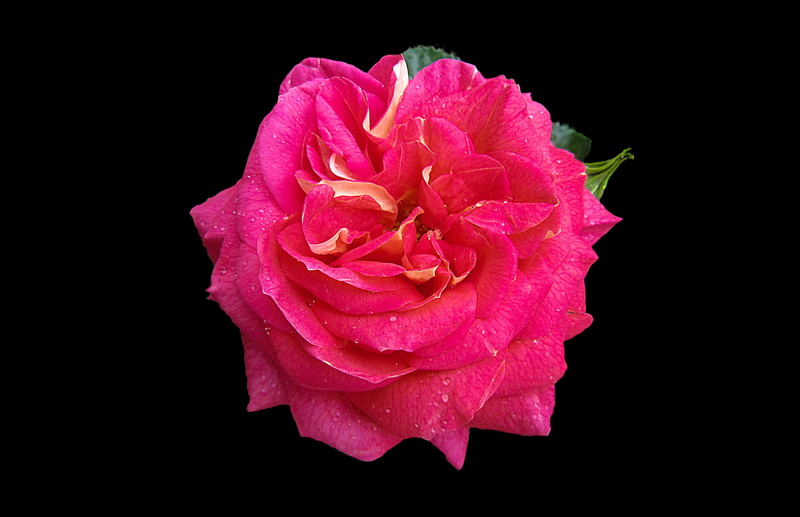 freshness, plant, morgentau, rose - flower, beauty in nature, petaled, black background, vulnerability, cut out, studio shot, flower head, pink color, pink