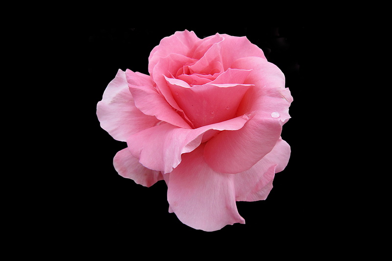 rose garden, rose bloom, peony, pink, petal, pink color, inflorescence, no people, rose - flower, beauty in nature, rosengarten bad kissingen, black background