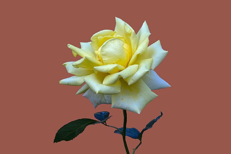 yellow, orange background, bad kissingen, inflorescence, bouquet, studio shot, flower, colored background, vulnerability, rosengarten bad kissingen, rose garden