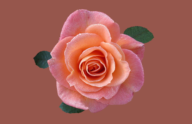 drop of water, beauty in nature, 4K, pink, freshness, close, rose, petal, raindrop, flower, studio shot, no people, indoors, rose bloom, leaf, rose city bad kissingen