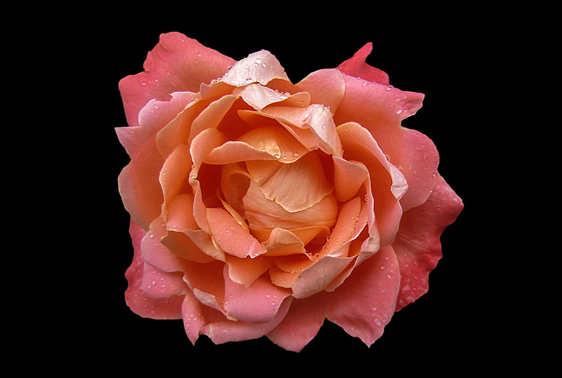 flower head, indoors, rose name hamburger deern, Rosengarten, beauty in nature, vulnerability, rose city bad kissingen, rose bloom, freshness, inflorescence