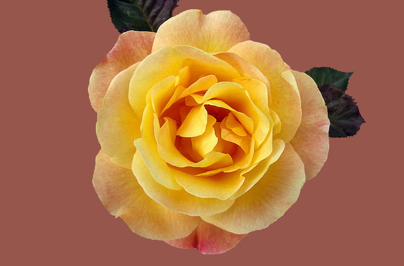 close up shot, flowering plant, rose city bad kissingen, flower, yellow, black background, 4K, rose bloom, flower head, rose garden, shot, valentines day - holiday