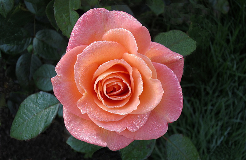 leaf, flowering plant, photo, rose - flower, nature, petal, bad kissingen, rose bloom, outdoors, vulnerability, pink color, flower head, pink, plant, freshness