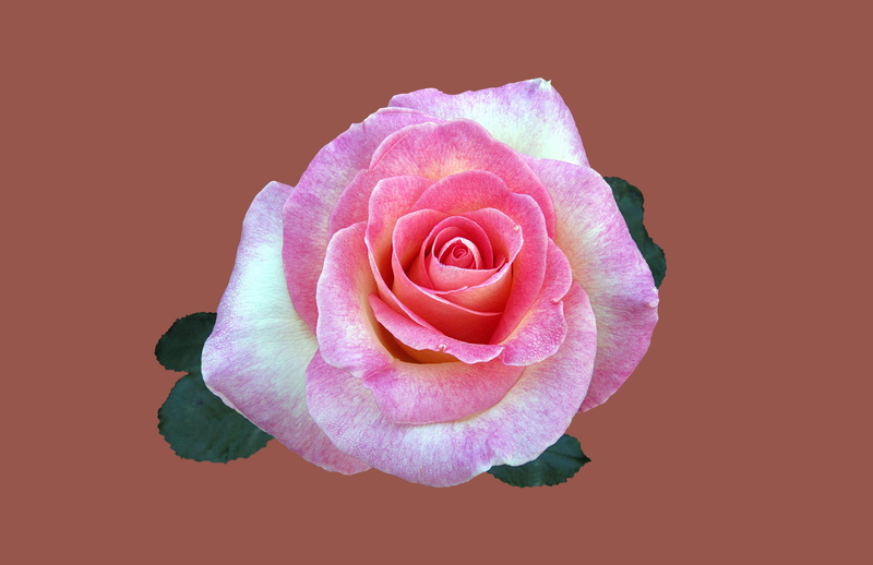 close, 4K, pink color, plant, rose city bad kissingen, flowering plant, directly above, close-up, colored background, fragility, rosengarten bad kissingen