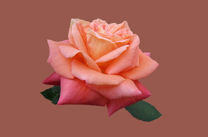 4K, rose, bad kissingen, pink color, fragility, floribunda, studio shot, rose bloom, rose city bad kissingen, rose - flower, rosengarten bad kissingen