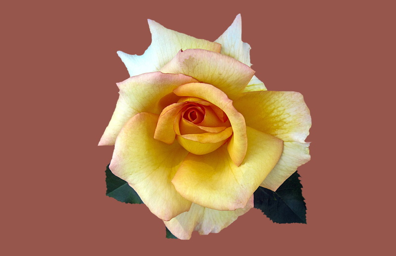 inflorescence, close-up, rose, flower arrangement, rosengarten bad kissingen, indoors, rose - flower, close, studio shot, noble rose la perla, 4K, bouquet