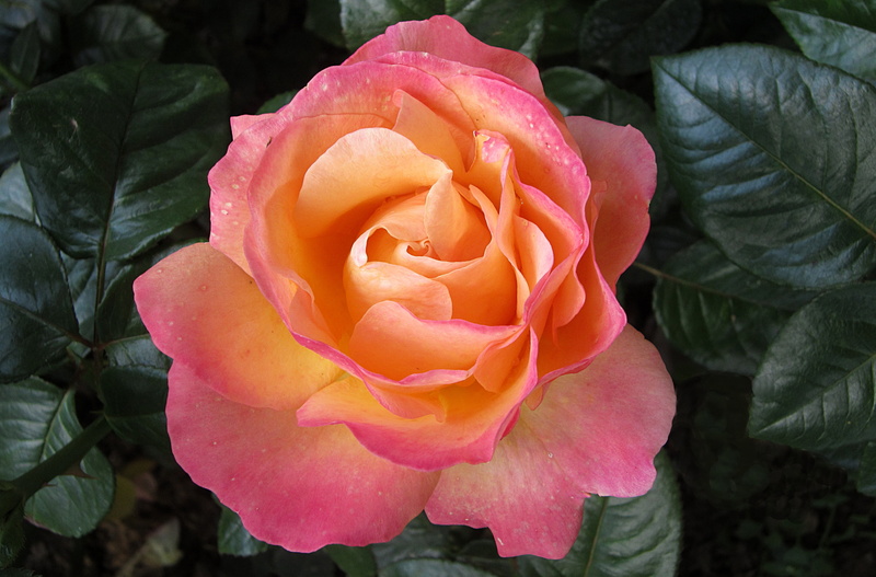 photography, rose city bad kissingen, close, pink, nature, inflorescence, growth, rose bloom, vulnerability, freshness, plant part, fragility, orange, close-up