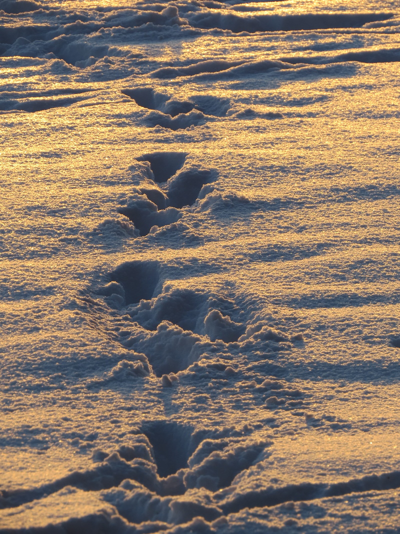 scenics - nature, idyllic, snow lane, sunlight, 4K, Trudge, beauty in nature, outdoors, motion, water, Traces, trace, reprint, no people, snow, land, day
