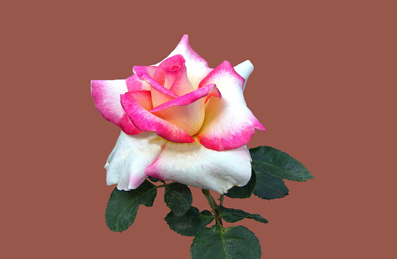leaf, rose city bad kissingen, flowering plant, beauty in nature, studio shot, bouquet, red, photo, flower, close, fragility, petal, floribunda, plant