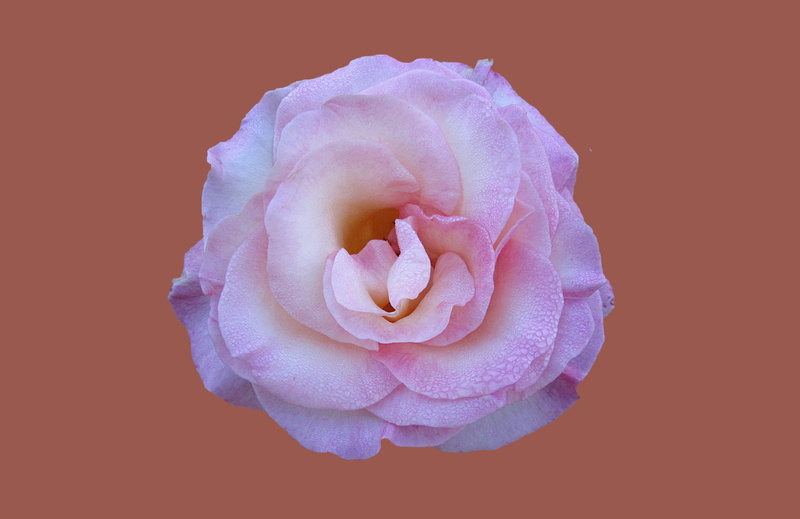 plant, close-up, rose city bad kissingen, flower, freshness, rosengarten bad kissingen, fragility, no people, rose, nature, morgentau, raindrop, inflorescence