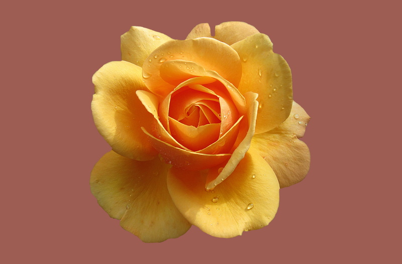 beauty in nature, fragility, close-up, bad kissingen, valentines day - holiday, 4K, drop of water, morgentau, yellow rose, rose city bad kissingen, no people