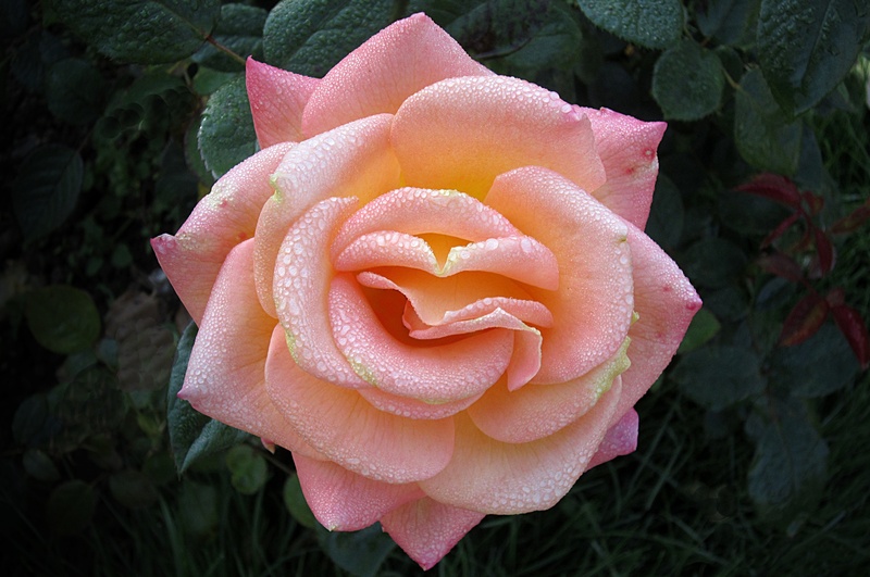 rose garden, rosengarten bad kissingen, growth, wet, 4K, fragility, beauty in nature, outdoors, rose city bad kissingen, close-up, flower, freshness, rose - flower