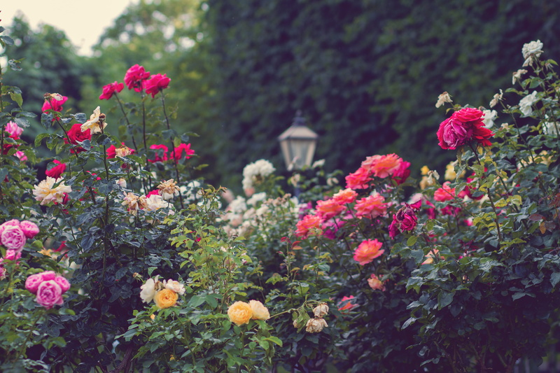 bloom, flowering plant, park, close-up, focus on foreground, flower head, petal, inflorescence, pink color, beautiful, pink, roses, green, austria, beauty in nature