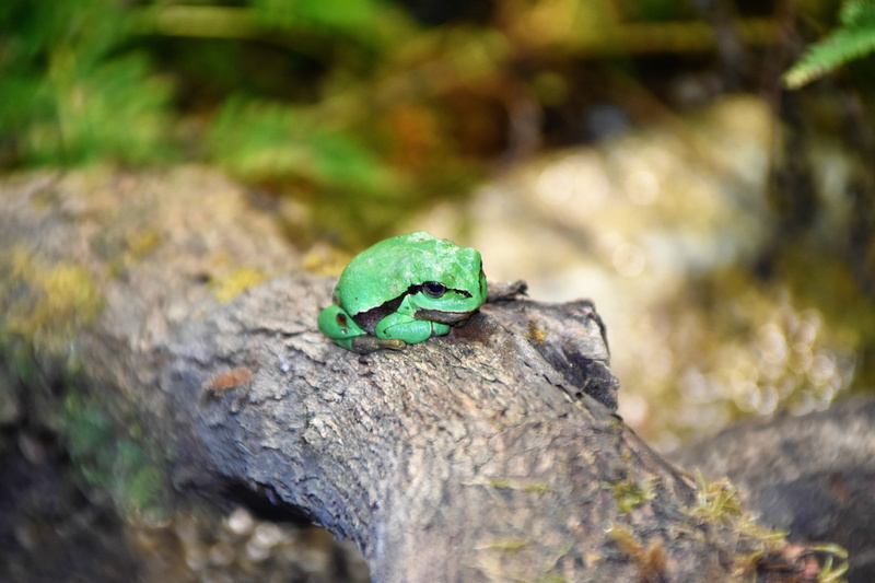 green, solid, amphibian, rosengarten, forest, focus on foreground, close-up, tree, animals in the wild, animal wildlife, animal, selective focus, wild animal
