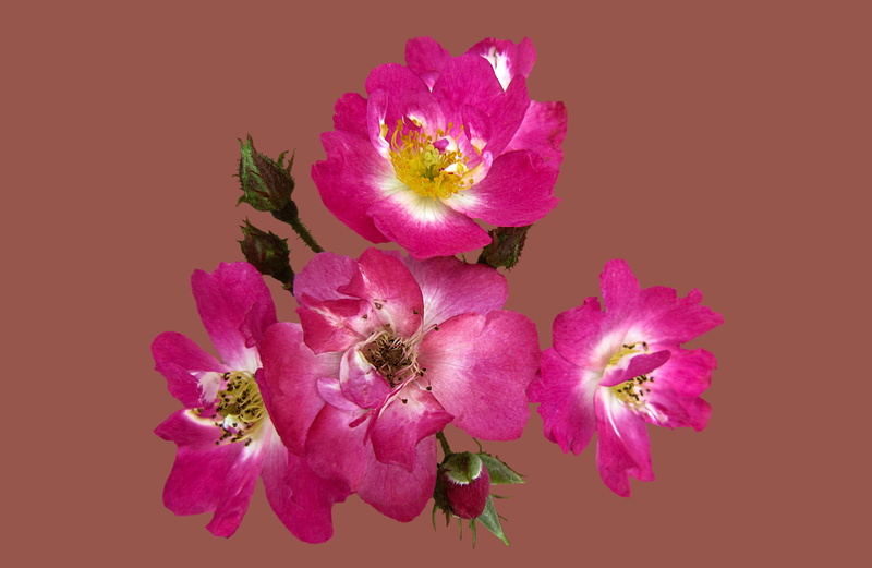 cut out, studio shot, growth, bunch of flowers, 4K, indoors, pink, softness, pollen, white, rosengarten bad kissingen, rose bloom, flower head, shrub rose robin hood