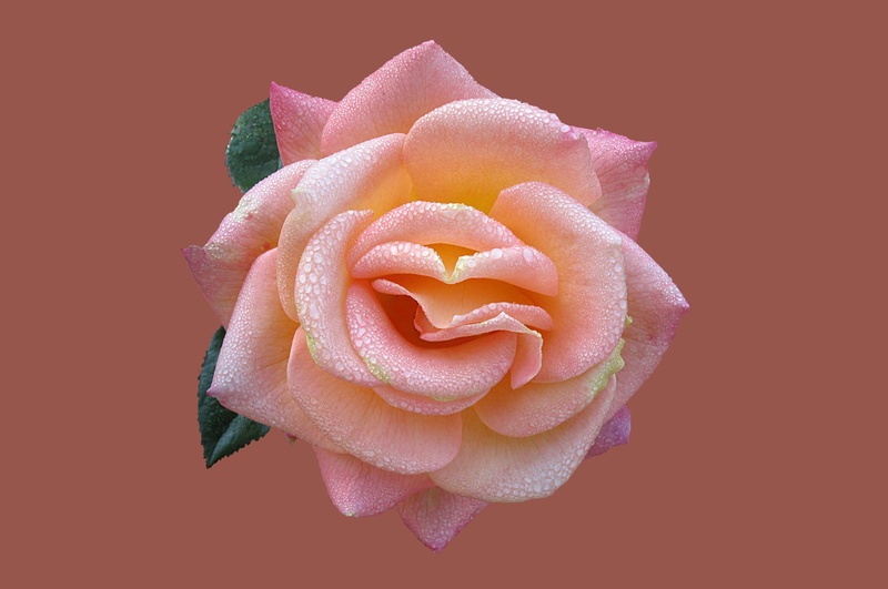 flower head, rose city bad kissingen, rose bloom, petal, orange background, close, fragility, flower, plant, morgentau, no people, indoors, rose, floral pattern