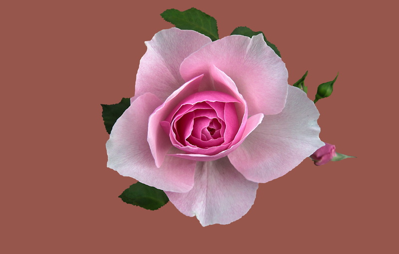 bad kissingen, leaf, studio shot, pink color, close-up, rose, rose garden, rose city bad kissingen, beauty in nature, peony, flowering plant, petal, vulnerability
