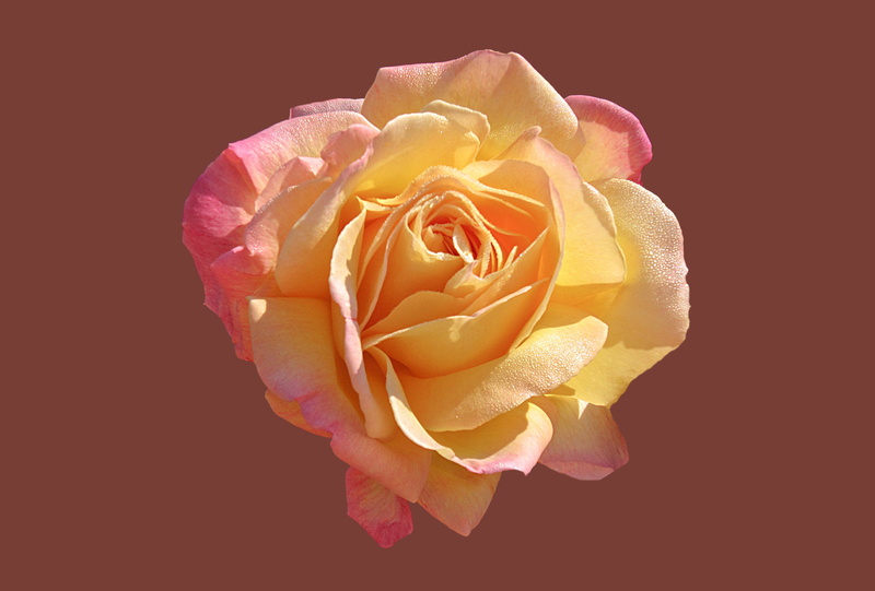 rose - flower, rose city bad kissingen, yellow, flower, bad kissingen, plant, rosengarten bad kissingen, morgentau, petal, 4K, rose, close-up, pink color